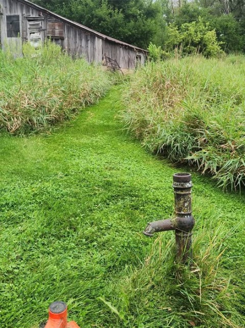 Cleared grassy trail through an overgrown property